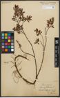 Foto von Salix myrtilloides L.